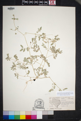 Kallstroemia hirsutissima image