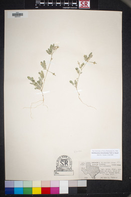 Kallstroemia hirsutissima image