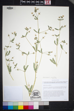 Kallstroemia grandiflora image