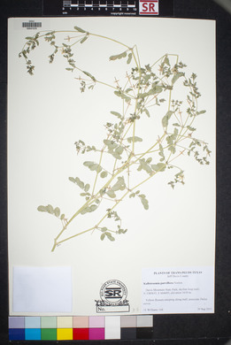 Kallstroemia parviflora image