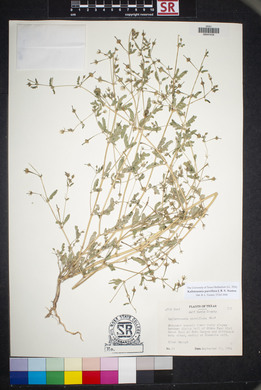 Kallstroemia parviflora image