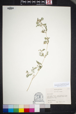 Kallstroemia parviflora image