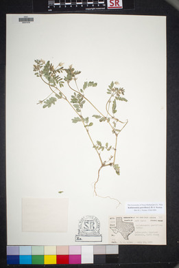 Kallstroemia parviflora image