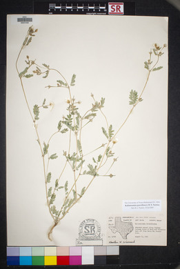 Kallstroemia parviflora image