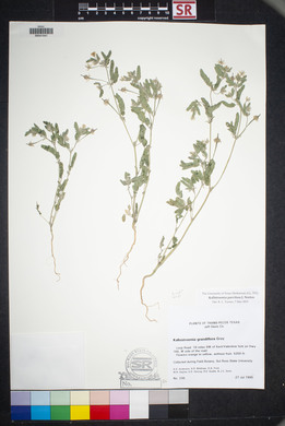 Kallstroemia parviflora image