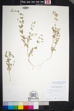 Kallstroemia parviflora image