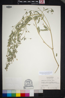 Kallstroemia parviflora image