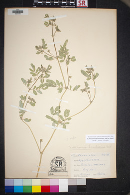 Kallstroemia hirsutissima image