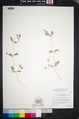 Kallstroemia parviflora image