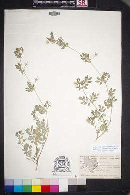 Kallstroemia parviflora image