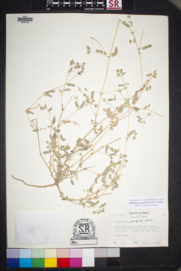 Kallstroemia parviflora image