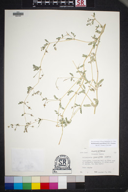 Kallstroemia parviflora image