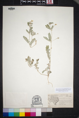 Kallstroemia parviflora image