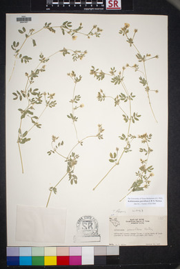 Kallstroemia parviflora image