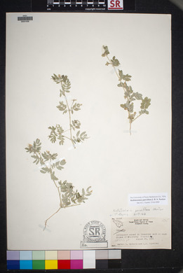 Kallstroemia parviflora image