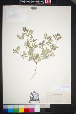 Kallstroemia parviflora image