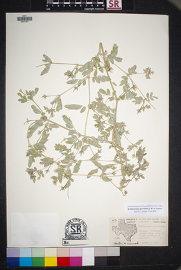 Kallstroemia parviflora image