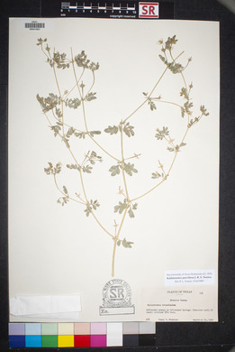 Kallstroemia parviflora image