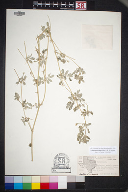 Kallstroemia parviflora image