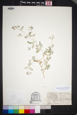 Kallstroemia parviflora image