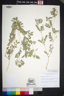 Kallstroemia parviflora image