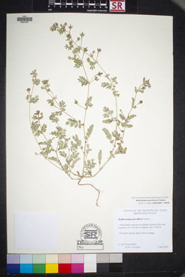 Kallstroemia parviflora image