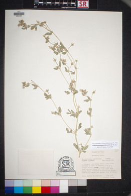 Kallstroemia parviflora image