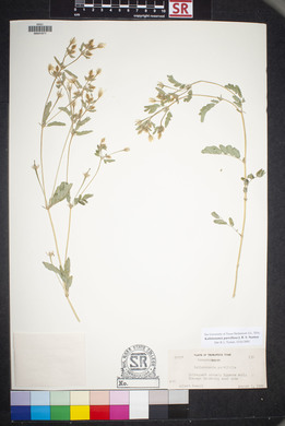 Kallstroemia parviflora image