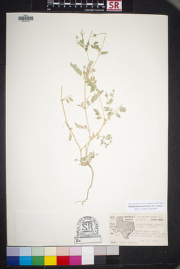 Kallstroemia parviflora image