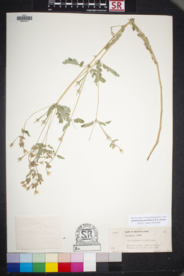 Kallstroemia parviflora image