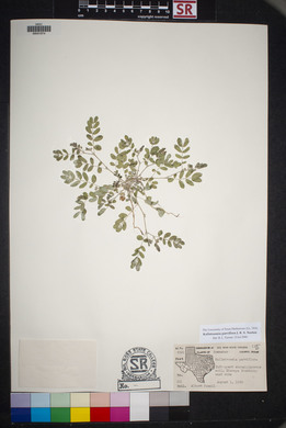 Kallstroemia parviflora image