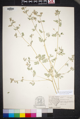 Kallstroemia parviflora image