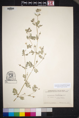 Kallstroemia parviflora image