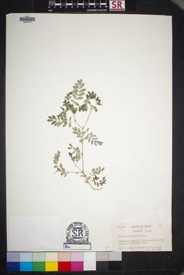 Kallstroemia parviflora image