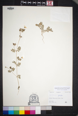 Kallstroemia parviflora image