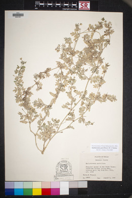 Kallstroemia parviflora image