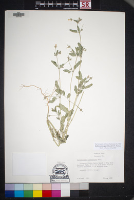 Kallstroemia parviflora image