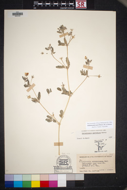 Kallstroemia parviflora image