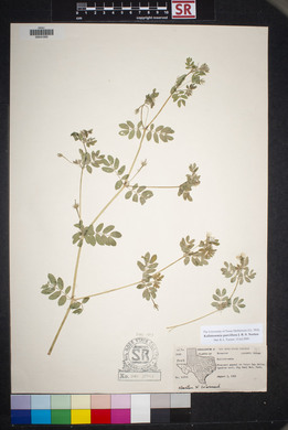 Kallstroemia parviflora image