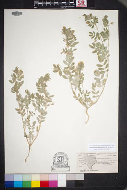 Kallstroemia parviflora image