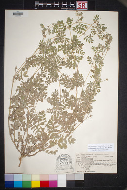 Kallstroemia parviflora image