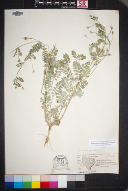 Kallstroemia parviflora image