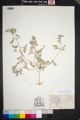 Kallstroemia parviflora image