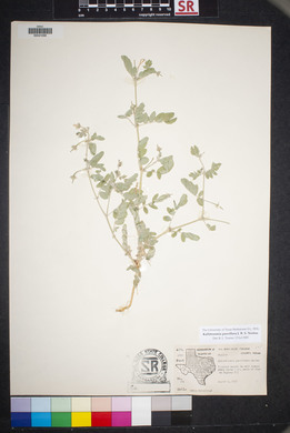 Kallstroemia parviflora image