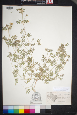 Kallstroemia parviflora image