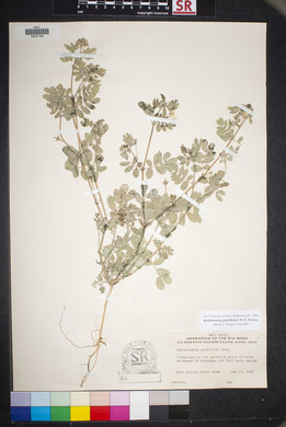 Kallstroemia parviflora image