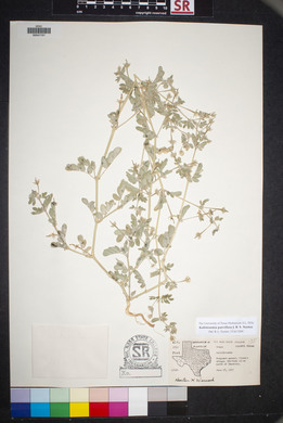 Kallstroemia parviflora image