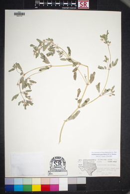 Kallstroemia parviflora image