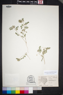 Kallstroemia parviflora image