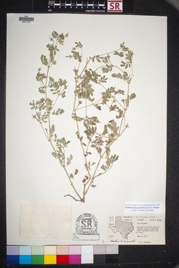 Kallstroemia parviflora image